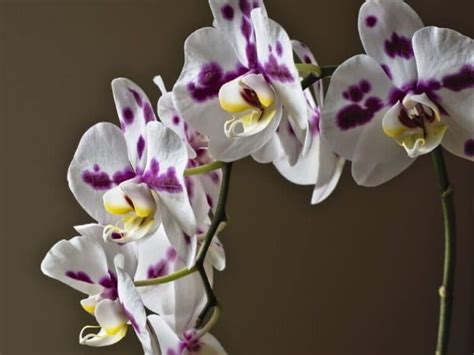 Phalaenopsis Orchids: Types, How to Grow and Care | Florgeous