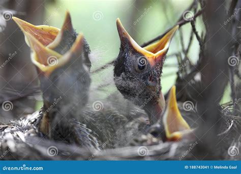 Baby Cardinal in Their Nest Stock Image - Image of perched, baby: 188743041