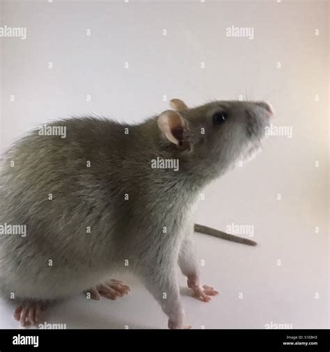 Templeton the rat hi-res stock photography and images - Alamy