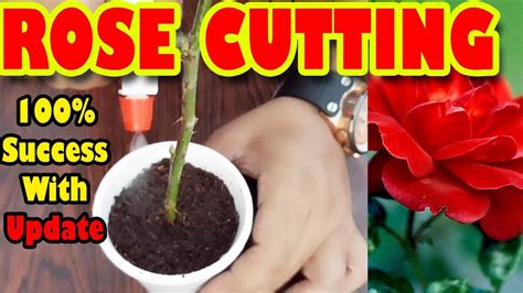 How to Grow Roses From Cuttings | Stem Cutting | How to Propagate Roses - Sprouting Seeds - YouTube