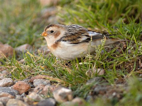 Snow Bunting | Plectrophenax nivalis female Powderham, Devon… | Flickr