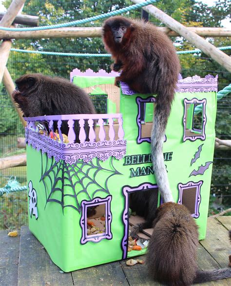 WATCH | Belfast Zoo animals get into the spooky spirit with Halloween ...