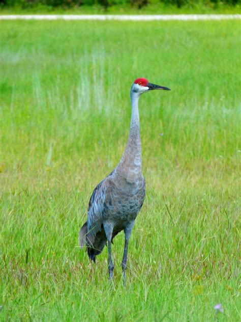 Sperling Sports Complex, Deland FL | sand hill crane | Rusty Clark ~ 100K Photos | Flickr