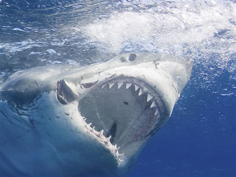 20 Facts We Never Knew About Great White Sharks – Quizzable News