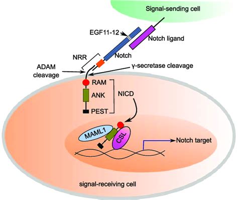 The canonical Notch signaling pathway. The interaction between Notch... | Download Scientific ...