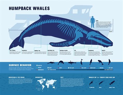 Humpback Whales: Characteristics, customs and much more