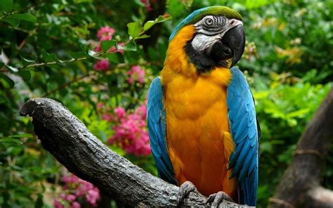 Parrot 1080p Wallpaper | Wide Screen Wallpapers 1080p, 2K, 4K