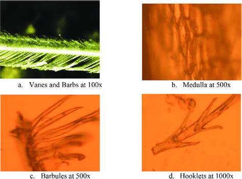 The chicken feather features observed in a microscope by NIKON eclipse ...