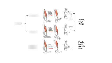 Concentric, eccentric and isometric - Muscle groups Diagram | Quizlet