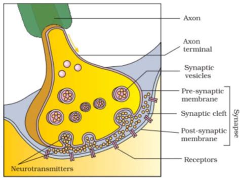 A diagram showing the axon terminal and synapse is given. Identify ...