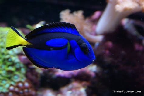 Photo #2 - My Blue Tang - Clownfish Couple, Cleaner Wrasse,