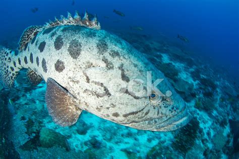 Potato Grouper Stock Photo | Royalty-Free | FreeImages