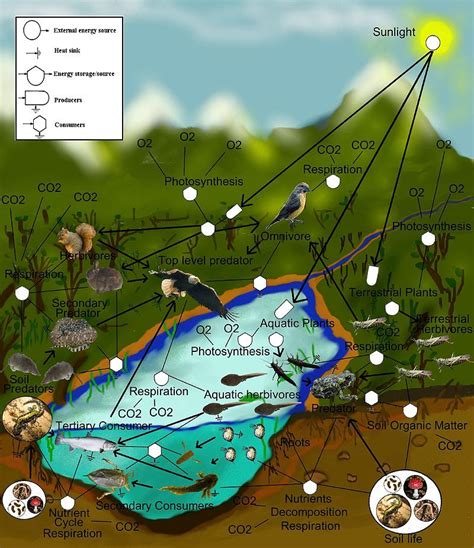 Food web | Life science lessons, Teaching science, Learning science