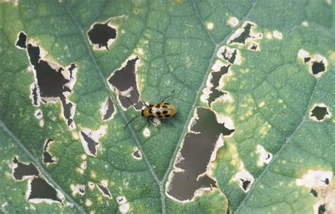 8 Ways to Control Cucumber Beetles Organically – Okra In My Garden