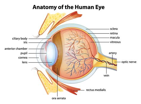 How to Put in Contacts: A Quick Guide for Beginners | PerfectLensWorld