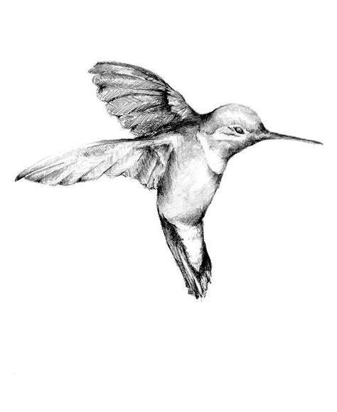 Original Hummingbird Drawing