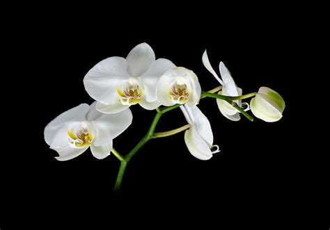 Photo Recipes: White Orchids, Black Background