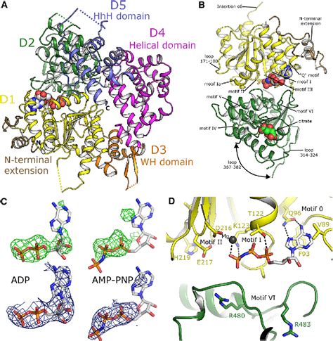 Figure 1 from Structure of the Helicase Domain of DNA Polymerase Theta Reveals a Possible Role ...