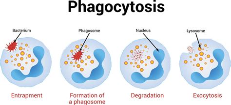 Phagocytosis Vector illustration, Medical illustration 10489948 Vector Art at Vecteezy