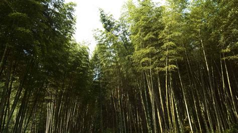 China's Flora Tour: Bamboo forests - CGTN