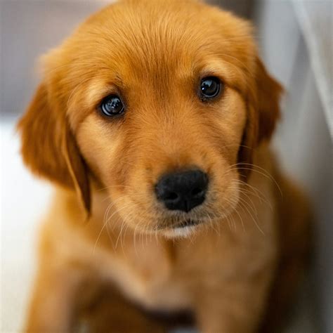 Puppy Eyes Pictures | Download Free Images on Unsplash