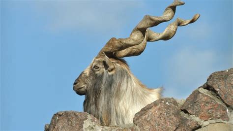 Wonderfully Bizarre Species !!!! Spiral Horned Goat “the markhor” - YouTube