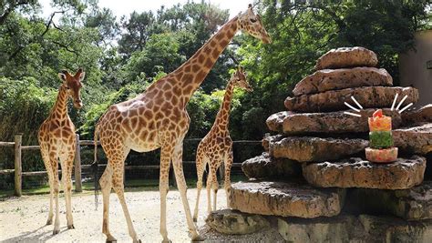 420 000 entrées au zoo de La Flèche