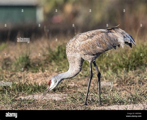 Sandhill Crane bends to eat Stock Photo - Alamy