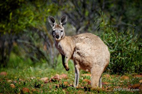 Common Wallaroo – AHP Wild