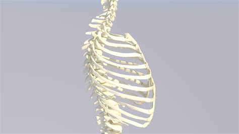 Chest Thorax Bone Anatomy 3D Model - TurboSquid 1448558