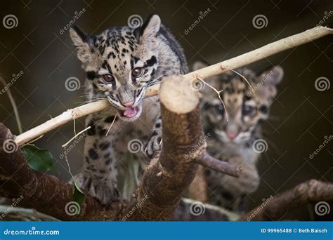 Baby Clouded Leopard Cubs Playing with Stick Stock Photo - Image of playing, vulnerable: 99965488