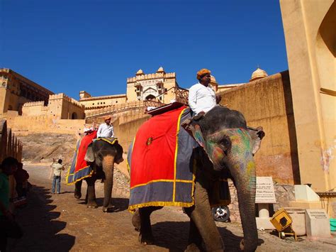 Elephant Ride in Jaipur | Amber Fort Elephant Ride Details