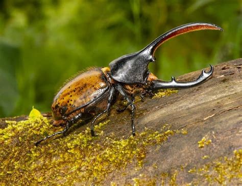 Rhinoceros Beetle- Megasoma Elephas | Focusing on Wildlife