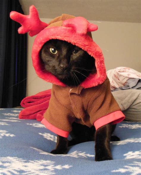 Dressed up as a reindeer! | Cat dressed up, Cat dresses, Cat costumes