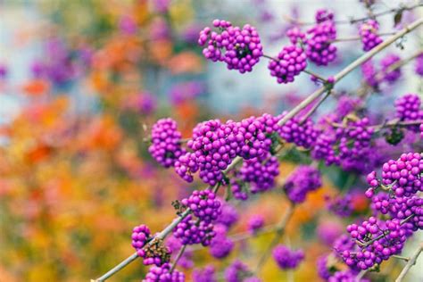 Attractive Shrubs and Trees with Purple Fruits and Berries