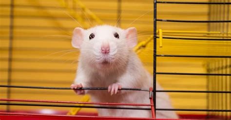 Fancy Rats vs Dumbo Rats: How to Tell the Difference Between the Two and More!