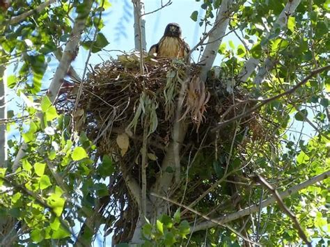 32 Interesting Facts About Red-tailed Hawks - Bird Feeder Hub