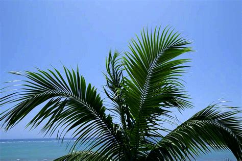 Ryukyu Life: Travel Photo: An Animated Palm Tree in the Breeze