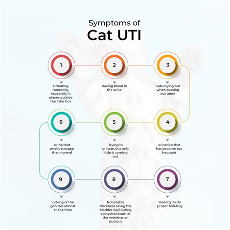 11 Natural Remedies for Cat UTI – The Hidden Cures