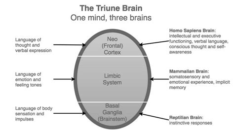 Learn about Triune brain theory - BROJO