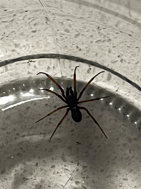 Spider, Brown recluse? : r/whatisthisbug