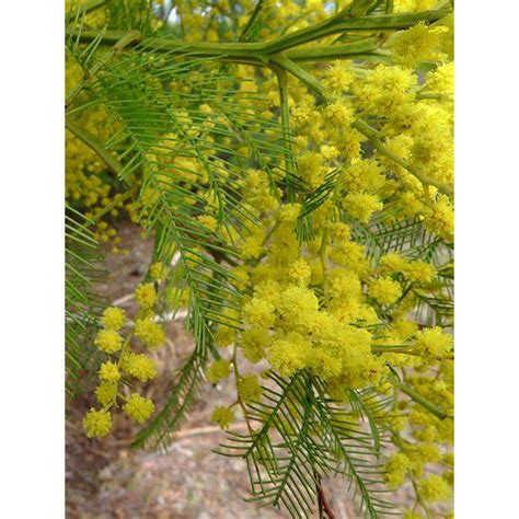 Acacia Decurrens 'Grey Wattle' Seeds – D&H Seed Harvest Co