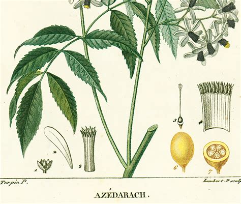 1814 Melia Azedarach Indian Lilac Tree Antique Prints - Etsy