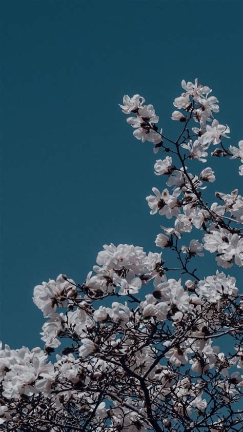 1366x768px, 720P free download | Blue aesthetic, flowers, HD phone ...