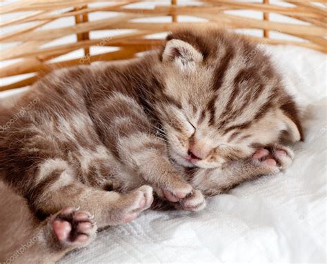 Funny sleeping baby cat kitten in wicker basket ⬇ Stock Photo, Image by © oksun70 #11854076