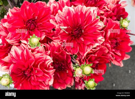 Blooming red dahlia flowers in a bouquet Stock Photo - Alamy