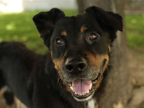 Eddie - Rottweiler Bassett Hound mix