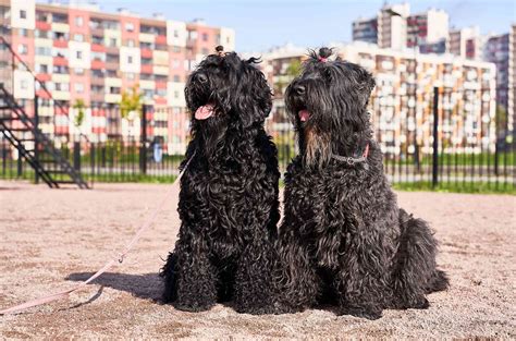 Black Russian Terrier: Dog Breed Characteristics & Care