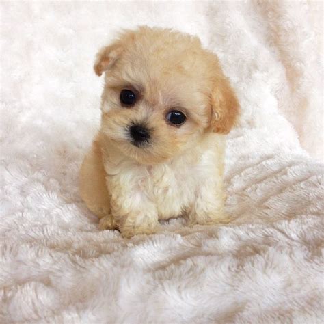 Related image | Puppies, Cute puppy breeds, Maltipoo puppy