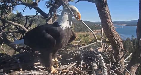 Big Bear bald eagle nest cam ‘making people feel better’ during ...